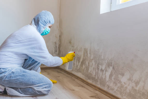 Licensed Basement Mold Remediation service in Kingston, PA - WQB Mold Removal