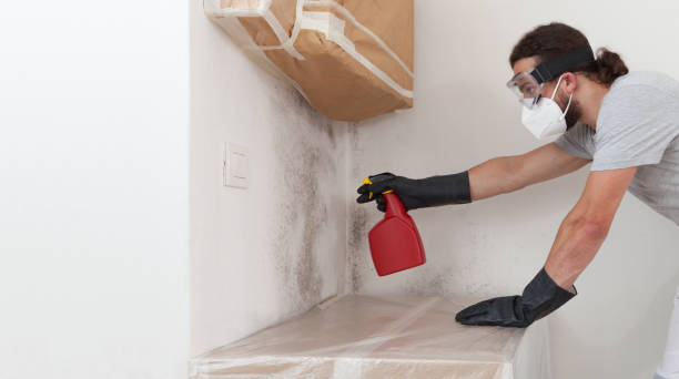Professional Basement Mold Remediation technician working in Kingston, PA