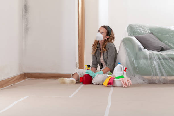 Reliable Basement Mold Remediation contractor in Kingston, PA by WQB Mold Removal