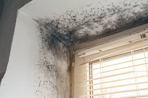 Affordable Basement Mold Remediation solutions in Kingston, PA