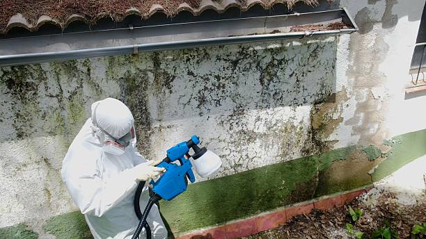Top rated local Basement Mold Remediation specialists in Kingston, PA